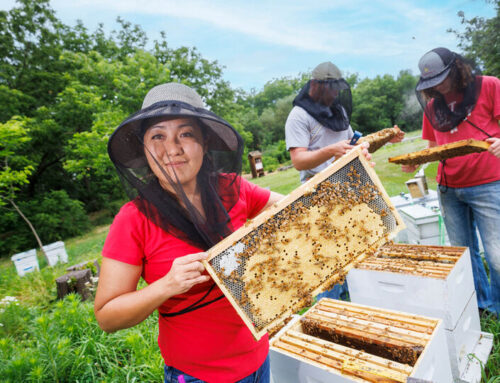 Nebraska-focused bee program protects local pollinators